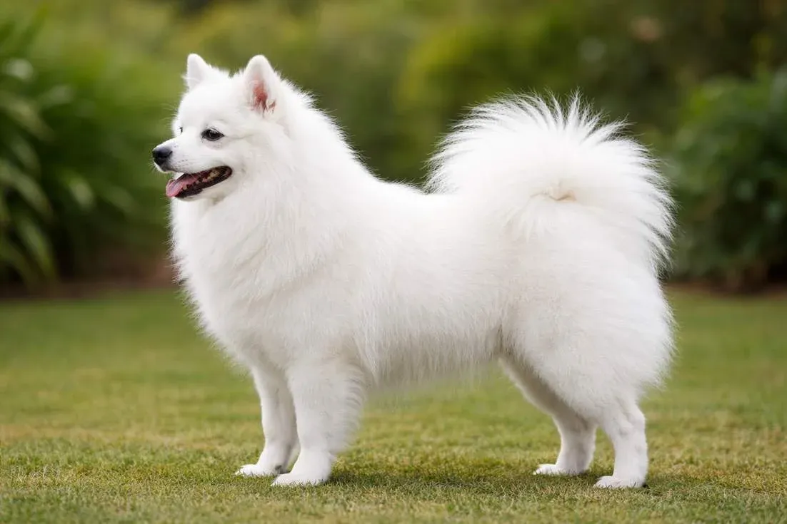 japanese-spitz-full-body-side-profile-showing-breed-structure-and-white-fluffy-coat Japanese Spitz Full Body Side Profile Showing Breed Structure And White Fluffy Coat