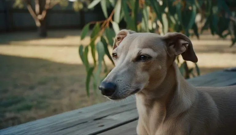 Italian Greyhound Featured Closeup