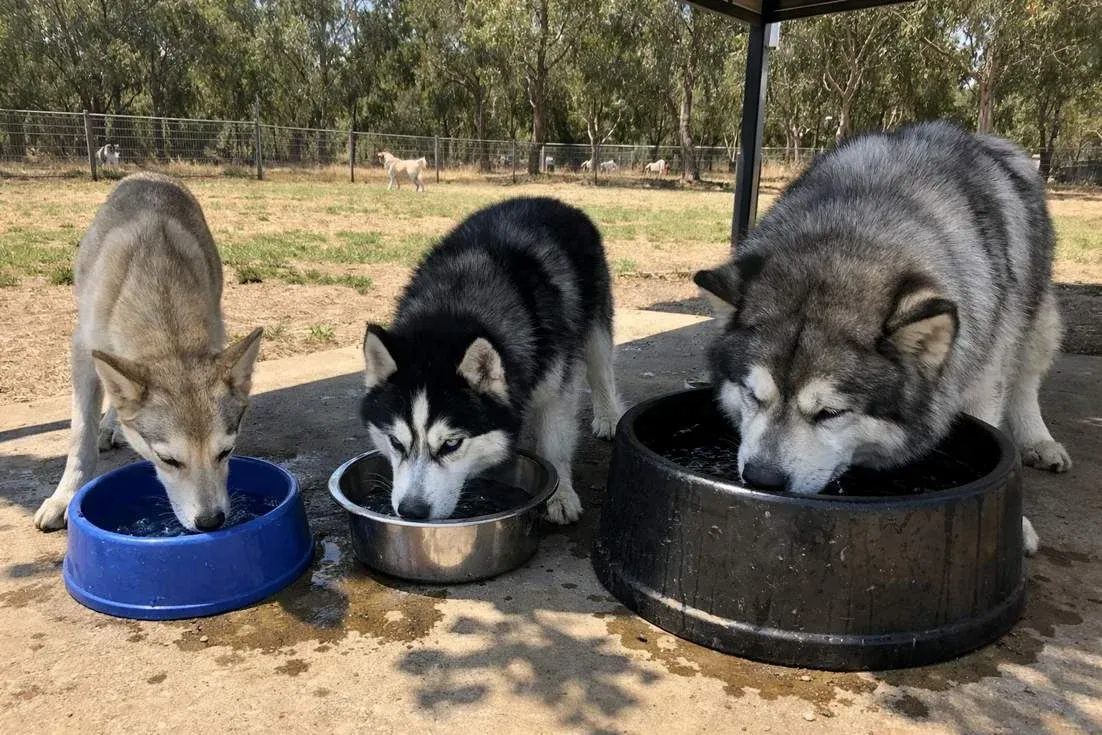 alaskan-husky-vs-siberian-husky-vs-alaskan-malamute-drinking-water Alaskan Husky Vs Siberian Husky Vs Alaskan Malamute Drinking Water
