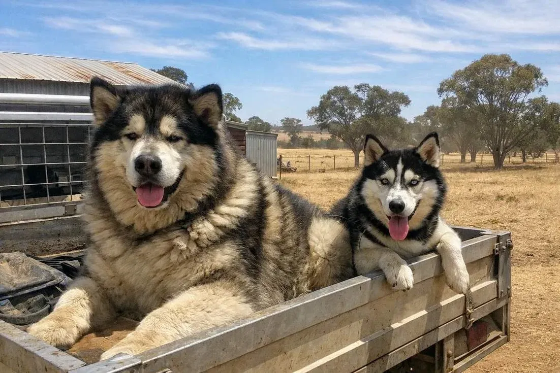 Alaskan Malamute And Husky Running On Truck