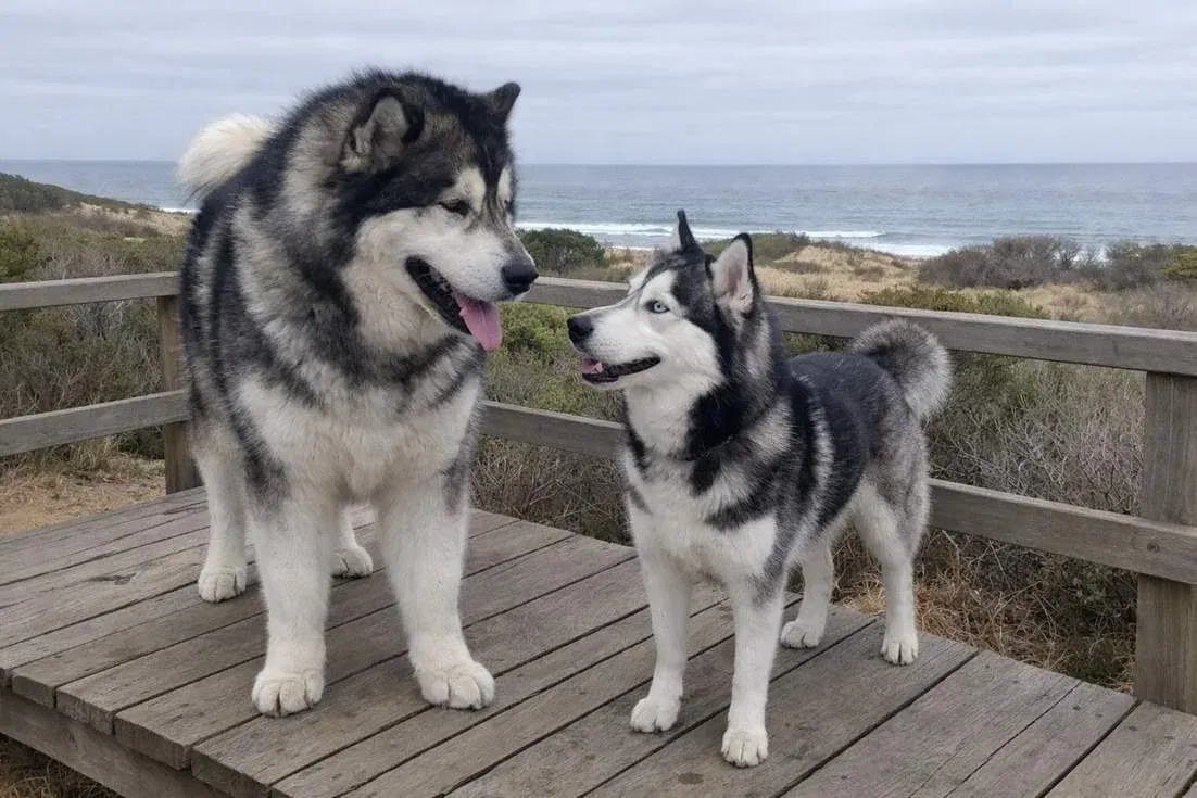 Alaskan Malamute And Husky Standing