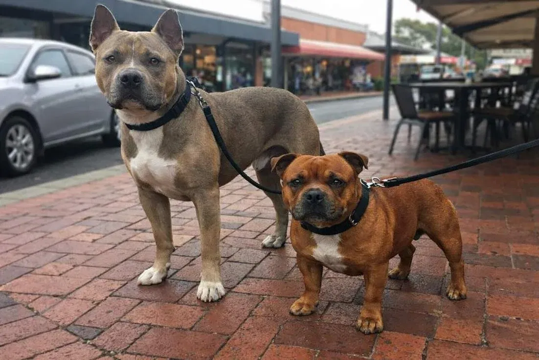 American Staffy And English Staffy Standing