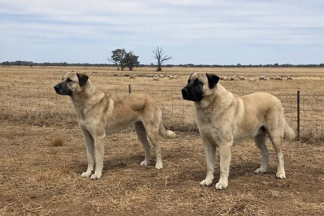Anatolian Shepherds Standing With Kangal