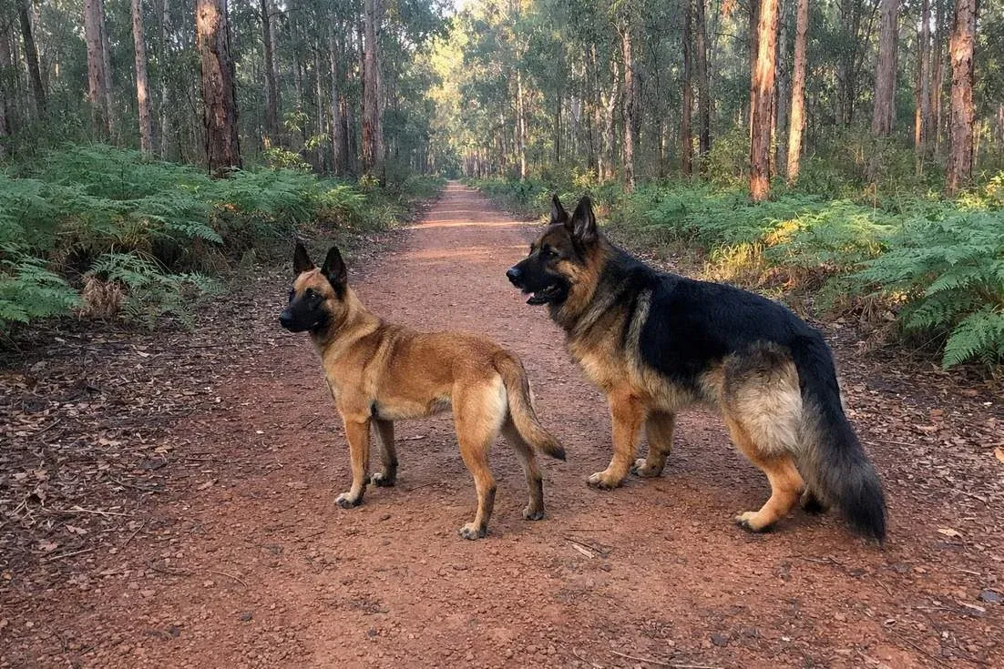 Belgian Malinois And German Shepherd Standing