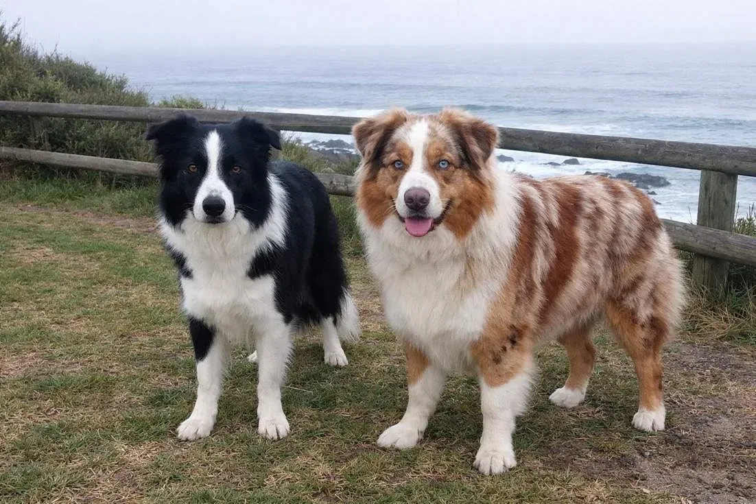 Border Collie With Australian Shepherd Standing