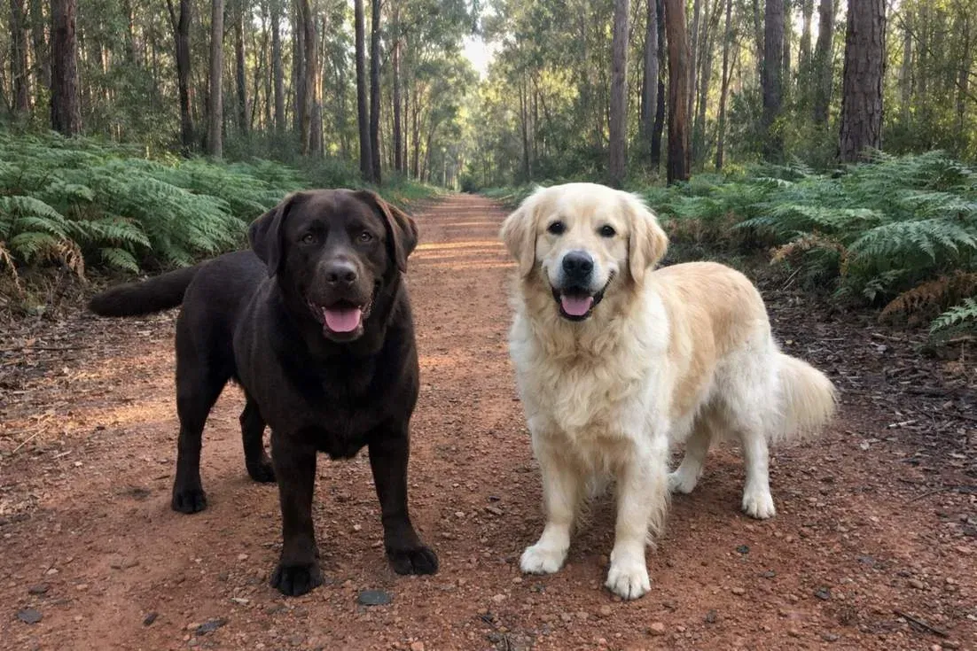 chocolate-lab-and-golden-retriever-standing Chocolate Lab And Golden Retriever Standing