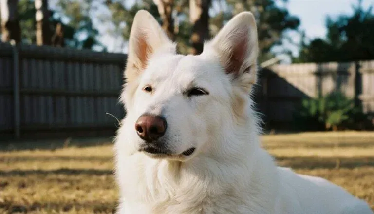 White Swiss Shepherd Featured Closeup